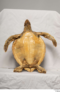 Turtle 8 whole body 0011.jpg